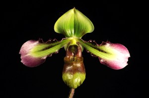 Paphiopedilum hookerae var. volonteanum purplelicious HCC/AOS 78 pts.